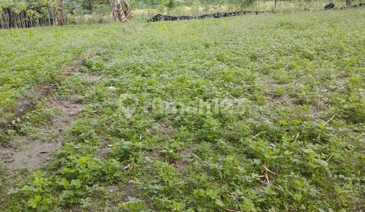 Land Area 429 Square Meters, Strategic Location Close to Palagan Road, Ngaglik, Sleman.