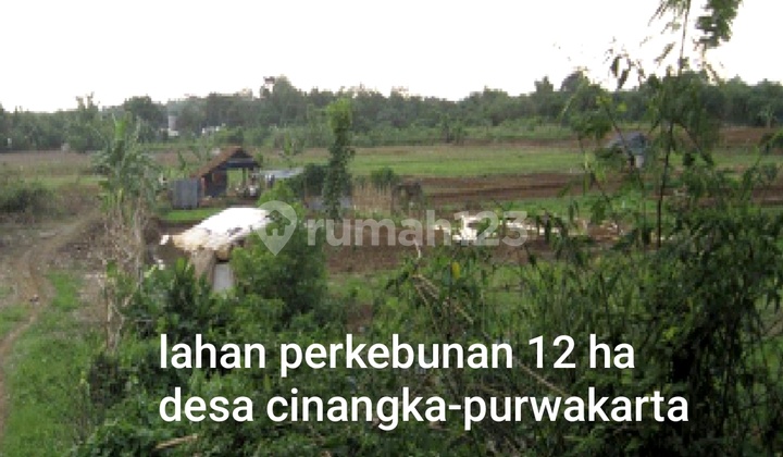 Lahan Perkebunan Cinangka Purwakarta Lahan Perkebunan Cinangka Purwakarta