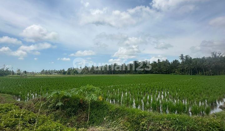 Two Land Parcels with Strategic Location in Wanasari, Tabanan