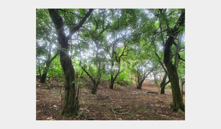Tanah Pekarangan Luas Dekat Akses Tol Sawangan 1 Depok