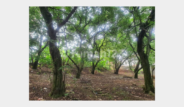 Tanah Luas SHM Cocok Perumahan - Rangkapan Jaya