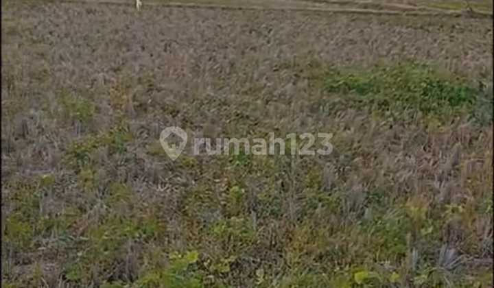 Jual Tanah Padat Jatiwangi Majalengka Permeter 1jt Nego Jual Tanah Padat Jatiwangi Majalengka Permeter 1jt Nego