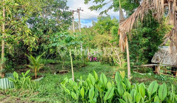 Land for Sale Bonus 2 Houses Near Lovina, North Bali – 5690 m² Land for Sale Bonus 2 Houses Near Lovina, North Bali – 5690 m²