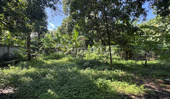 Build Your Eco Retreat in Lovina Bali Build Your Eco Retreat in Lovina Bali