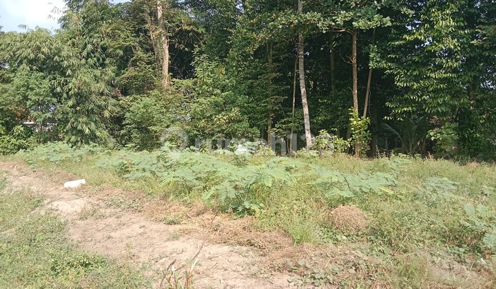 Tanah murah (SHM) pas untuk rumah plus view sawah 