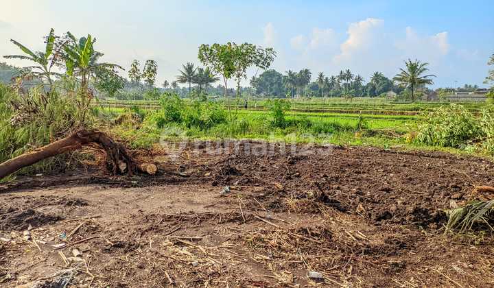 Tanah Sleman View Sawah, Slow Living Jogja