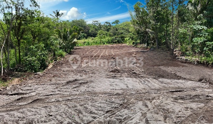 Iranian Green Land, 5 Minutes to Kopi Klotok Jogja