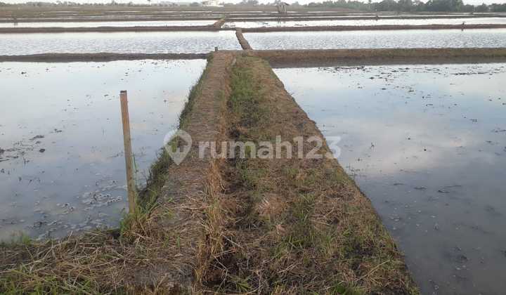 Land for Sale Location Tibubiu