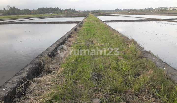 Land for Sale Location Tibubiu