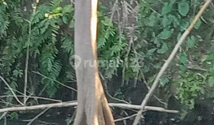 Land for Sale Location Kemenuh