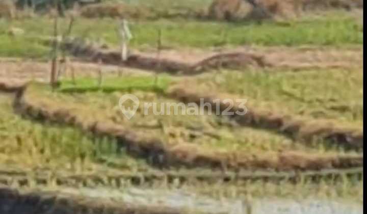 Tanah Jual Lokasi Yeh Gangga Tanah Jual Lokasi Yeh Gangga