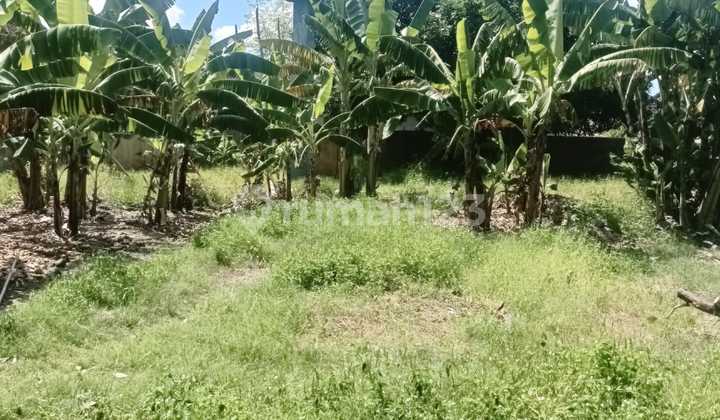 Tanah Jual Umalas Tanah Jual Umalas