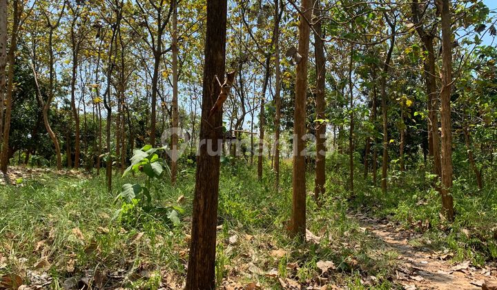 Tanah Shm Jl No 02 Bulu -jatirogo Lokasi Strategis