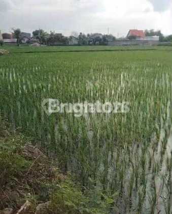 Tanah Di Tasikharjo, Jenu, Tuban