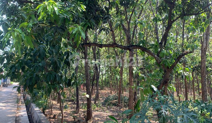 Freehold Land Zero Frontage Pantura Main Road