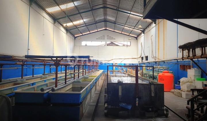 Dijual Gudang Kapuk Kamal Strategis Gudang Di Jl. Kapuk Kamal Raya No. 8, Cengkareng Timur, Cengkareng, Kota Jakarta Barat, Dki Jakarta, Indonesia, 11730, Kapuk Kamal Unfurnished Shm 645.0 M² Dijual Gudang Kapuk Kamal Strategis Gudang Di Jl. Kapuk Kamal Raya No. 8, Cengkareng Timur, Cengkareng, Kota Jakarta Barat, Dki Jakarta, Indonesia, 11730, Kapuk Kamal Unfurnished Shm 645.0 M²