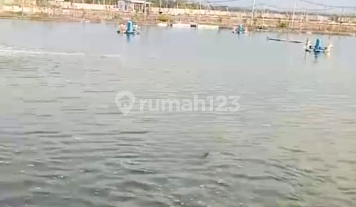 DIJUAL TAMBAK DI KRAKSAAN PROBOLINGGO pembuangan langsung laut DIJUAL TAMBAK DI KRAKSAAN PROBOLINGGO pembuangan langsung laut