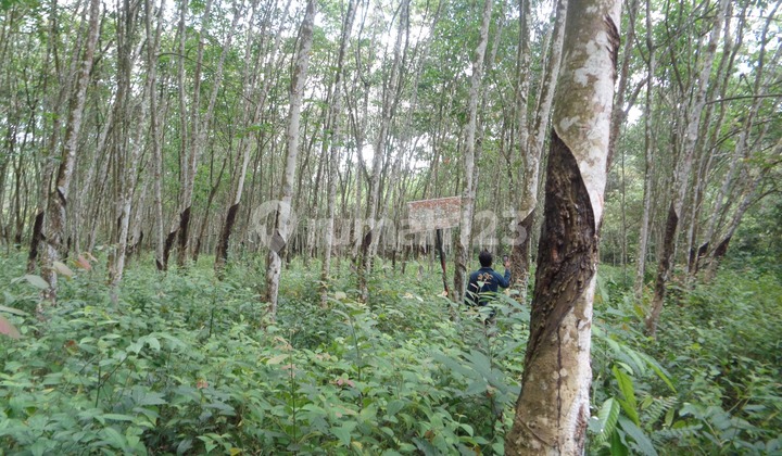 Lahan Besar 10.660 m² (1,06 Ha), SHM, Talang Kelapa – Harga Super Murah!