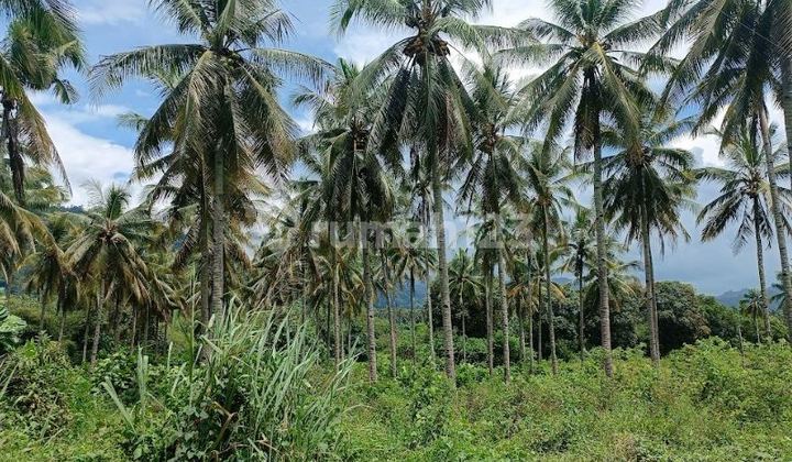 Dijual Tanah Seluas 2H Cocok untuk Perkebunan di Lolak - Sulut