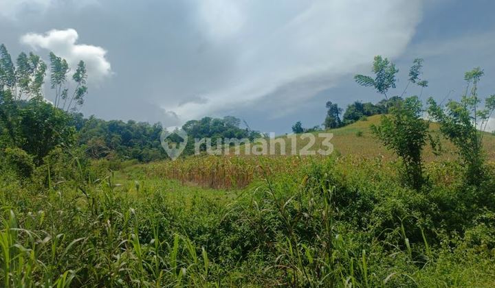 Dijual Tanah 2 Hektar Seharga 300 jt di Lolak - Sulawesi Utara!