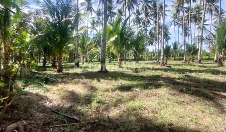 Tanah 7060 m2 Harga Terjangkau Cocok untuk Perkebunan