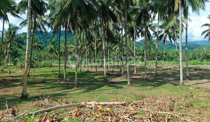 For Sale! 11,490 m2 Land Suitable for Plantation in Lolak - North Sulawesi!