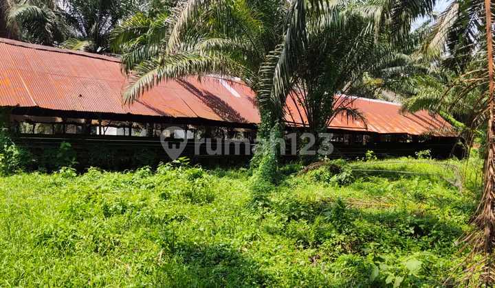 Lahan 1,86 Ha SHM di Talang Kelapa – Strategis & Siap Pakai