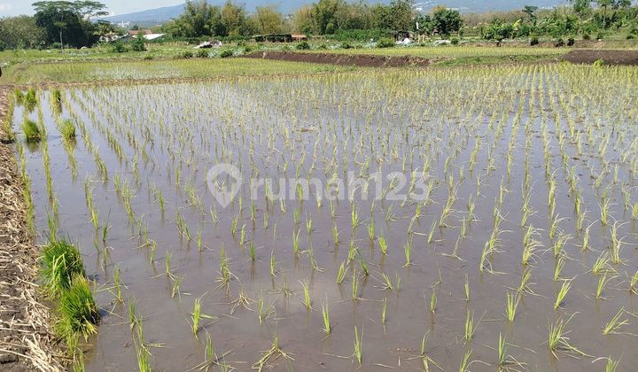 Sawah Di Kota Malang Dijual Murah, Cocok Untuk Investasi Sawah Di Kota Malang Dijual Murah, Cocok Untuk Investasi