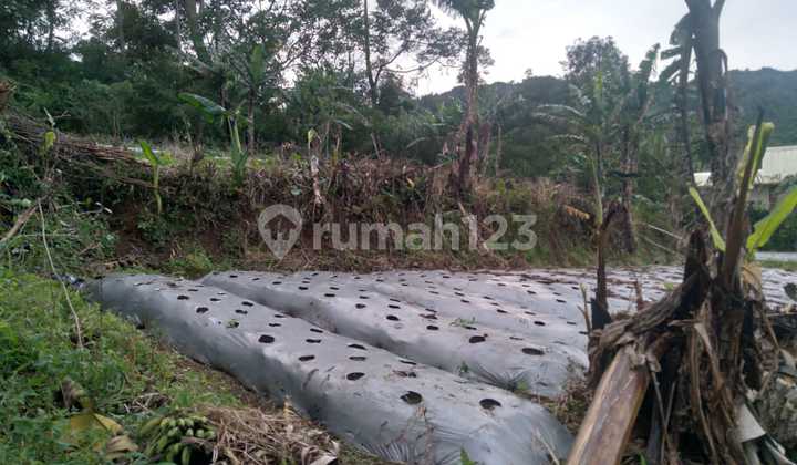 Special Rice Fields in Cupunegara Cisalak Subang