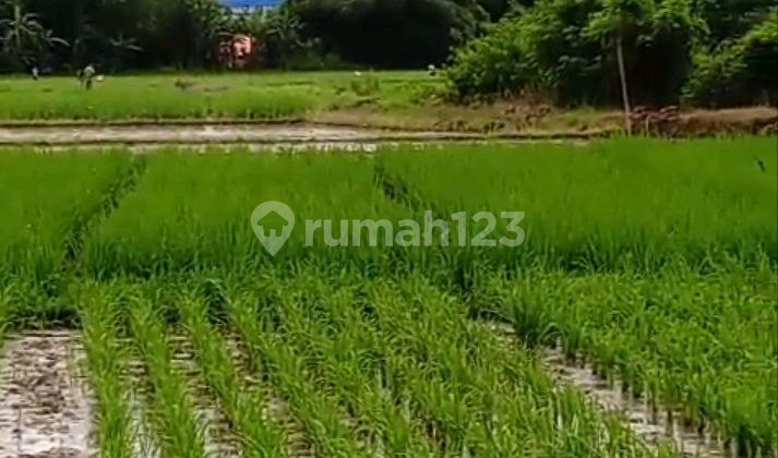 Rice Fields in Subang, Suitable for Industry