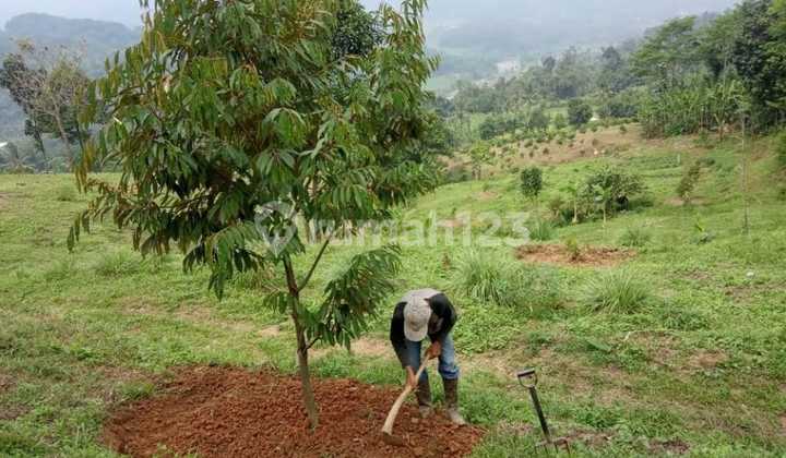 Tanah Luas Banyak Jenis Pohon Buah di Desa Sirnarasa Cariu Bogor