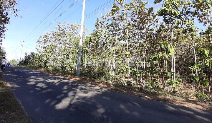 For Sale: Cheap Land with Hundreds of Teak Trees Bonus in Kamijoro, Sendangsari, Pajangan District.