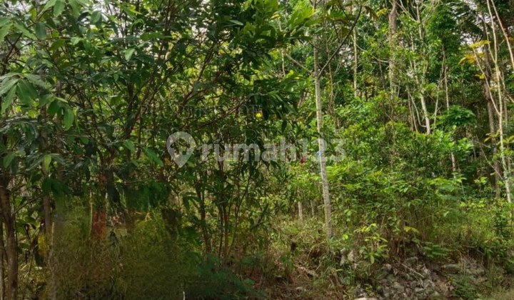TANAH MURAH COCOK UNTUK INVESTASI DI GUNUNGKIDUL JOGJA TANAH MURAH COCOK UNTUK INVESTASI DI GUNUNGKIDUL JOGJA