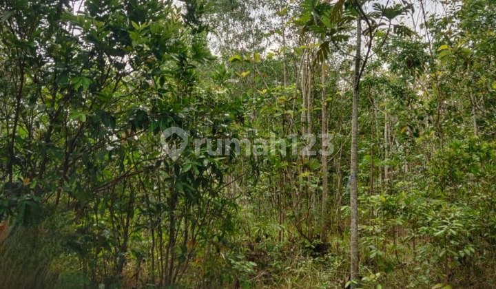 TANAH MURAH COCOK UNTUK INVESTASI DI GUNUNGKIDUL JOGJA TANAH MURAH COCOK UNTUK INVESTASI DI GUNUNGKIDUL JOGJA