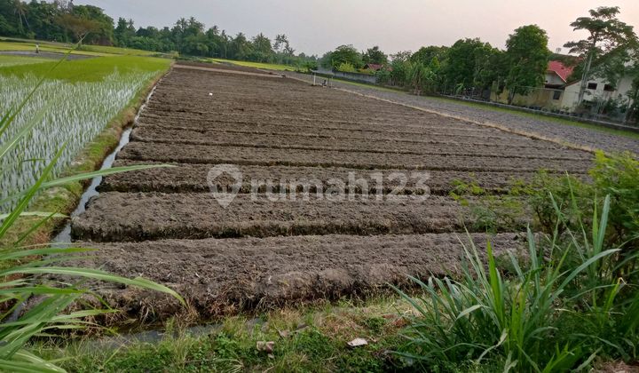 Dijual Tanah Sawah Jalan Parang Tritis Bantul Yogyakarta Dijual Tanah Sawah Jalan Parang Tritis Bantul Yogyakarta