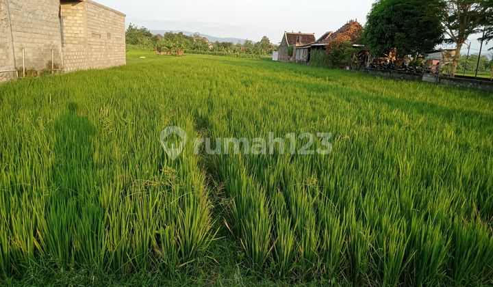 Jual Sawah Mangku Aspal Dekat Rumah Dinas Bupati Area Perkotaan Jual Sawah Mangku Aspal Dekat Rumah Dinas Bupati Area Perkotaan