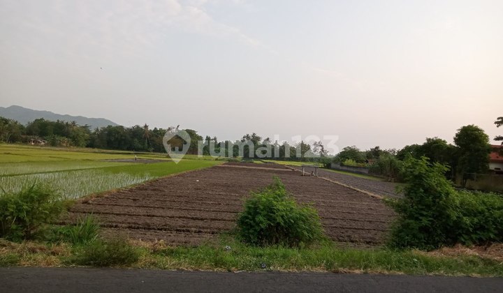 Dijual Tanah Sawah Di Jalan Parangtritis Yogyakarta Dijual Tanah Sawah Di Jalan Parangtritis Yogyakarta