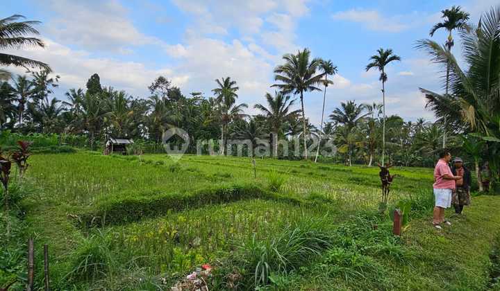 Dijual Kavling Siap Bangun Ubud Bali Cocok untuk Hotel