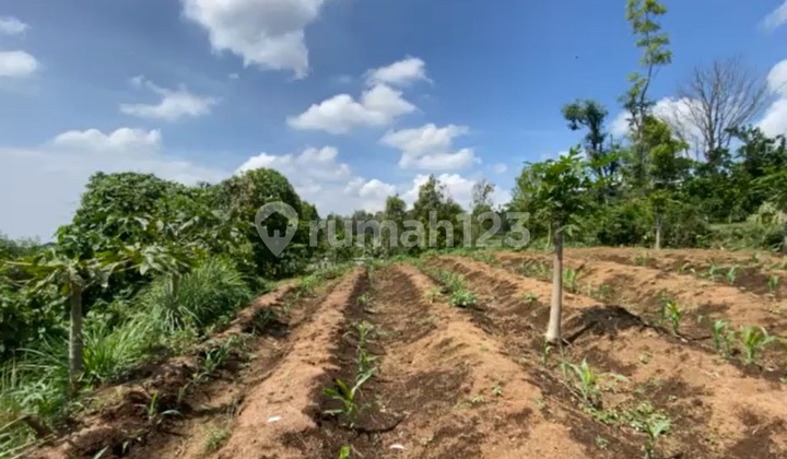 Tanah Jual, Dusun Godehan-Dau (DW)