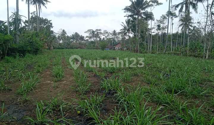 Tanah Jual, Tirtoyudo Tanah Jual, Tirtoyudo