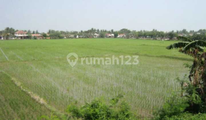 Tanah Zona Kuning Cocok Untuk Bangun Perumahan Di Jl Raya Cabangbungin Kabupaten Bekasi Tanah Zona Kuning Cocok Untuk Bangun Perumahan Di Jl Raya Cabangbungin Kabupaten Bekasi