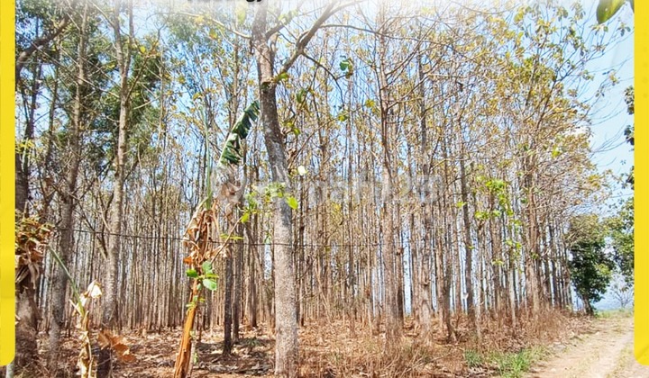 Dijual Tanah di Kedung jeruk Mojogedang ada 3000 Pohon Jati Dijual Tanah di Kedung jeruk Mojogedang ada 3000 Pohon Jati