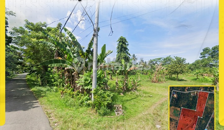 Land for Sale near the Beach in Negara Jembrana Bali