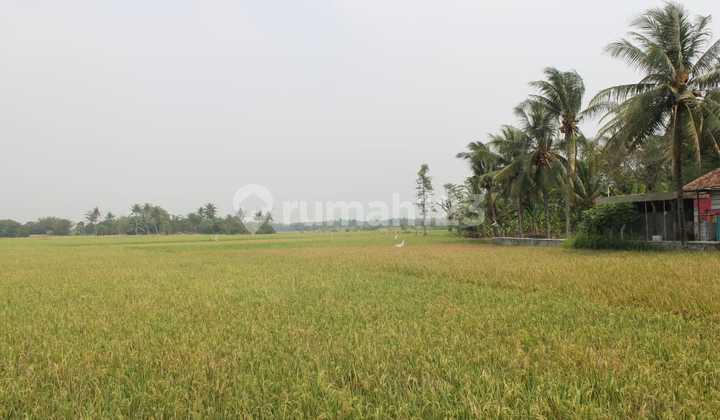 Land for Sale for Housing and Cemetery Development in Rajeg, Tangerang Area
