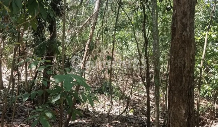 For Sale Productive Garden Land with Ready-to-Harvest Teak and Mahogany Trees