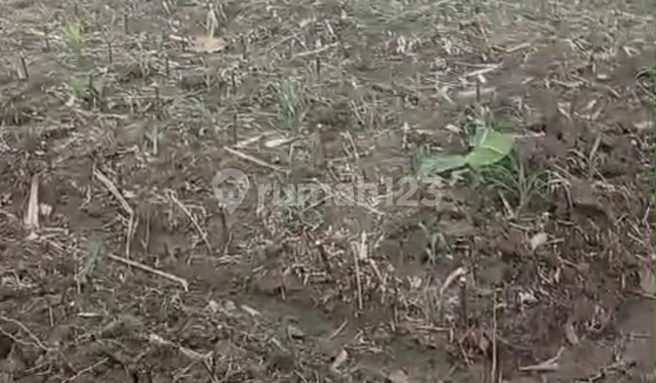 Dijual Tanah Pekarangan Cocok Untuk Perkebunan Dijual Tanah Pekarangan Cocok Untuk Perkebunan