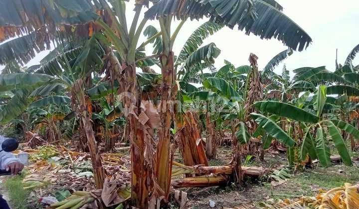 For Rent Garden Land Ready-to-use Near Market For Rent Garden Land Ready-to-use Near Market