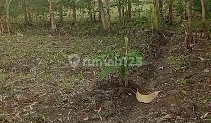 Dijual Tanah Pekarangan Cocok Untuk Perkebunan Dijual Tanah Pekarangan Cocok Untuk Perkebunan