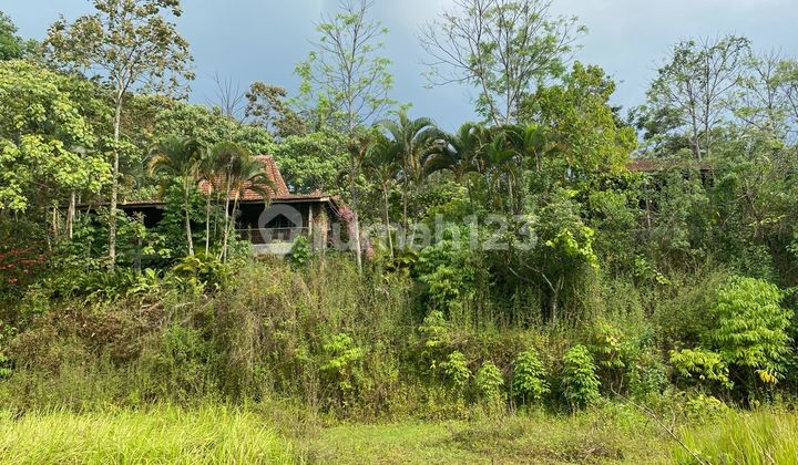 Strategic Wide Land in Argomulyo, Near Lung Hospital & White Cross