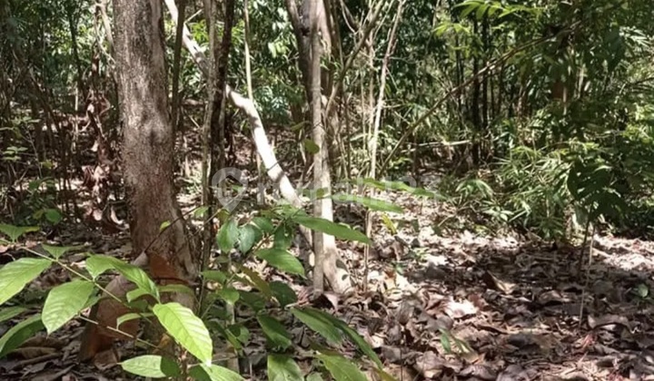 For Sale Productive Garden Land with Ready-to-Harvest Teak and Mahogany Trees